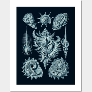 Ernst Haeckel Prosobranchia Sea Shells Cerulean Posters and Art